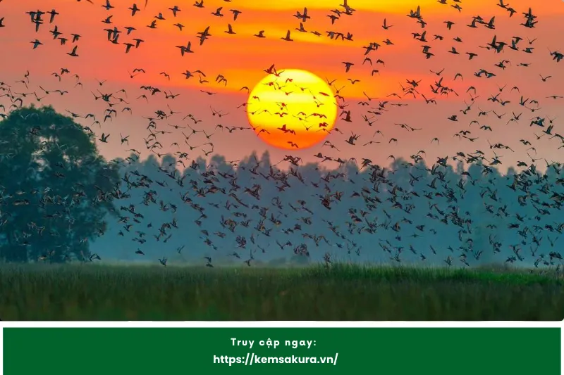 Khu rừng tràm Vị Thủy