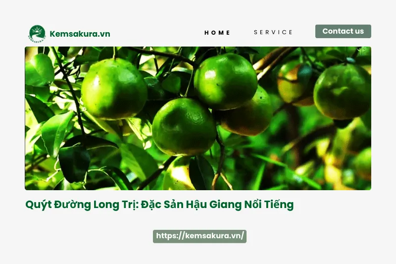 Quýt Đường Long Trị - Đặc sản Hậu Giang ngọt ngào khó cưỡng