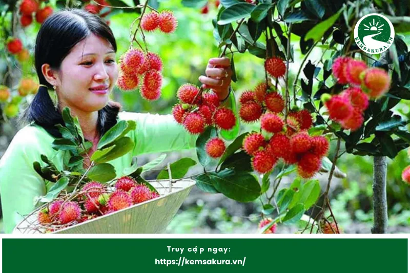 Vườn trái cây Vị Thanh