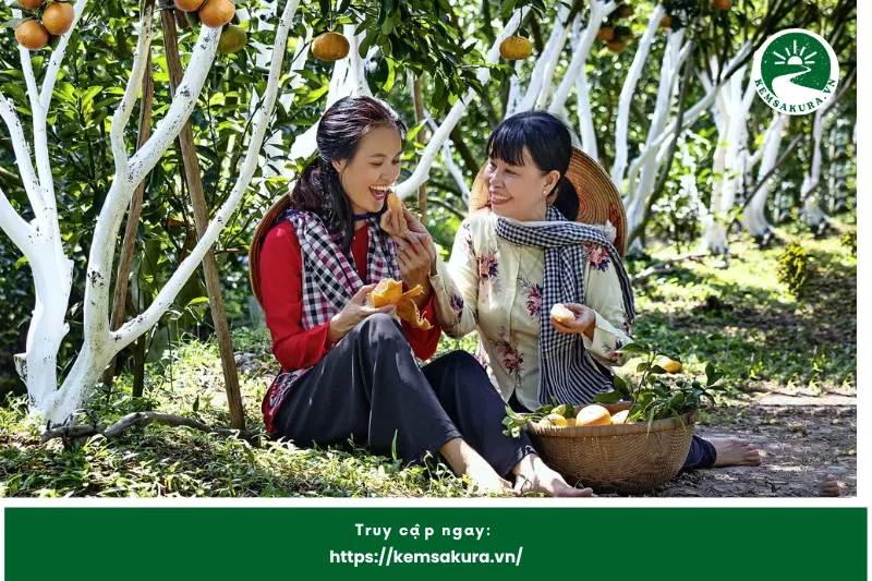 Quýt Đường Long Trị Và Tiềm Năng Phát Triển Du Lịch Hậu Giang