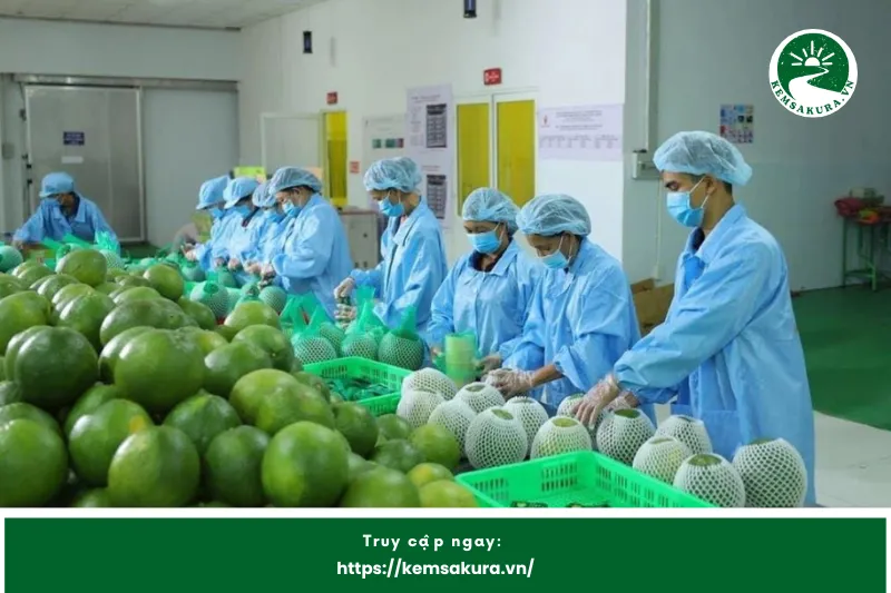 Bưởi Năm Roi Phú Hữu Và Thị Trường Xuất Khẩu