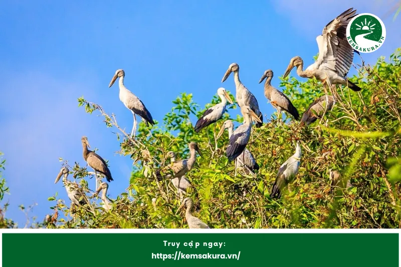 Trải nghiệm đi thuyền khám phá rừng tràm