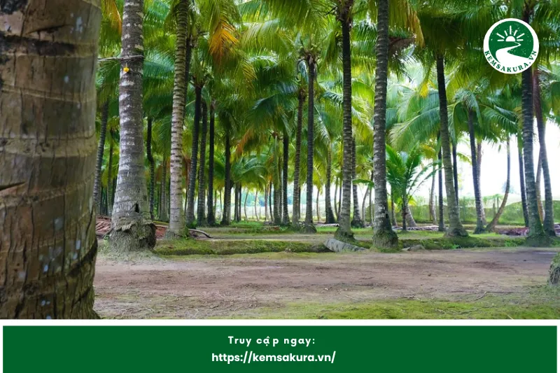 Khu Du lịch Sinh thái Vườn Dừa - địa điểm chụp ảnh cưới Hậu Giang